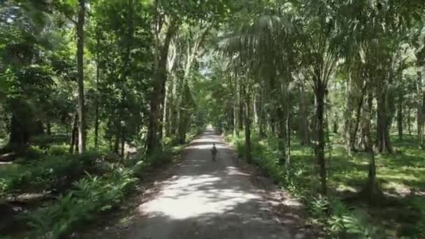 Dospělá Cyklistika Tropickém Lese — Stock video