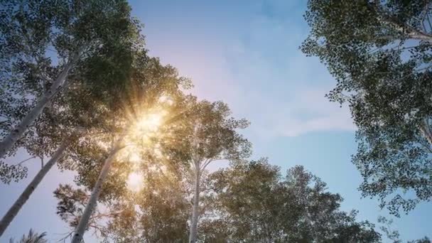 木の下からの眺め 森や松などの木 真っ青な空に面した松 3Dレンダリング — ストック動画