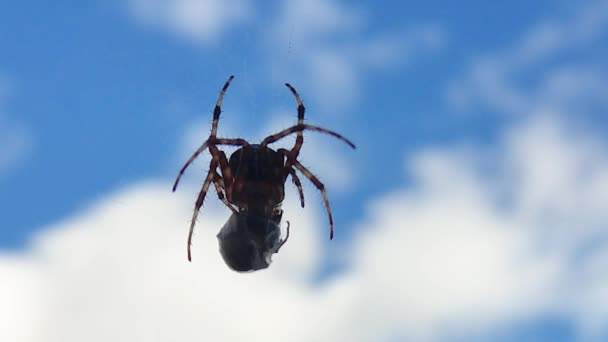 거미는 하늘을 배경으로 웹상에서 말벌을 잡는다 웹에서 스파이더 검색하면 스파이더가 — 비디오