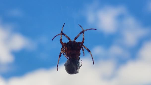거미는 하늘을 배경으로 웹상에서 말벌을 잡는다 웹에서 스파이더 검색하면 스파이더가 — 비디오