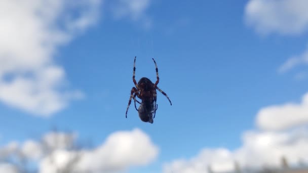 Örümcek Mavi Gök Karşı Ağıyla Yakalanan Eşekarısını Yiyor Örümcek Ağı — Stok video