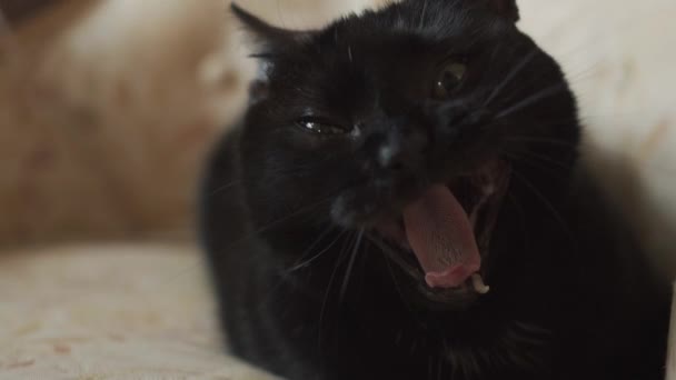 Gatto Nero Sdraiato Divano Antico Sbadiglia Rallentatore — Video Stock