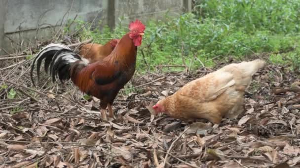 Gallos Pollos Campo Libre Alimentándose Libremente — Vídeos de Stock