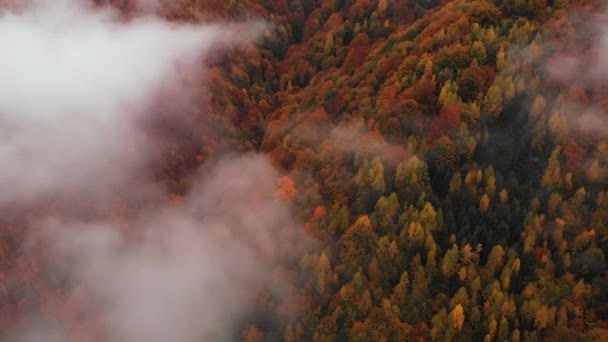 Veduta Aerea Sopra Una Foresta Arancione Autunno Volare Tra Nuvole — Video Stock