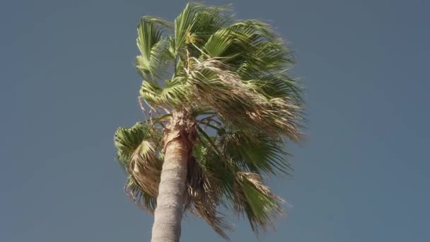Palm Träd Blåsig Dag Slow Motion — Stockvideo