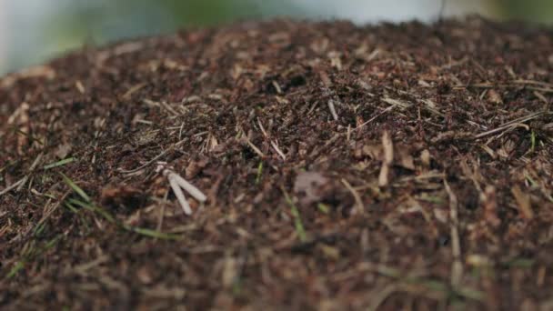 Super Kolonie Zaneprázdněných Mravenců Lesní Scéně Postavit Velké Mulčovací Hnízdo — Stock video