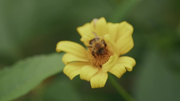 꿀벌은 황금빛 데이지 원반에서 꽃가루를 모은다 — 비디오