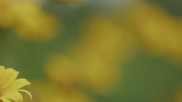 Sarı Sallanan Papatya Çiçekleri Yumuşak Yeşil Bokeh Yavaş Odaklanma Rafı — Stok video