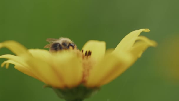 Včela Dělnice Měkkém Ohnisku Polinuje Žluté Sedmikrásky Květ Kymácející Větru — Stock video