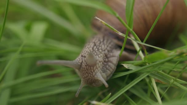 绿草中爬行的可食螺旋形石榴的头状花序 — 图库视频影像