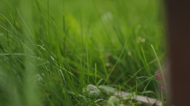 Werkbijen Groene Grasachtige Tuin Habitat Terug Keren Naar Bijenkorf Slowmotion — Stockvideo