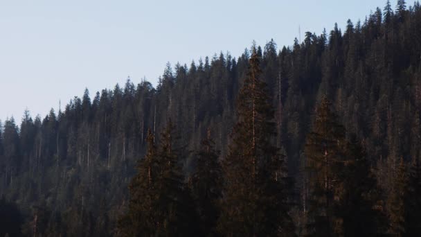 Πανοραμική Άποψη Του Πευκοδάσους Fir Δέντρα Κορυφώθηκε Βουνό Στις Αρχές — Αρχείο Βίντεο