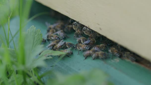 在Langstroth蜂房门口爬着的雌性蜜蜂的近身 — 图库视频影像