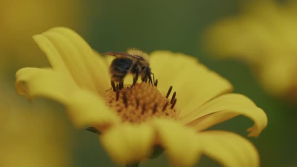 Med Pracovník Včela Sbírá Pyl Žluté Marguerite Sedmikrásky Zblízka — Stock video