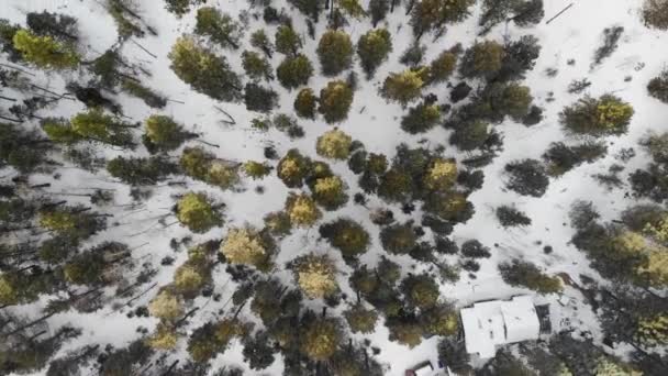Foresta Innevata Overhead Girato Inverno Meteo Roll Video Drone Aereo — Video Stock