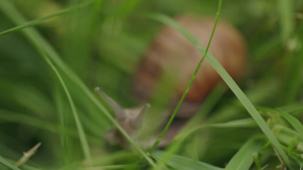 Yumuşak Odaklı Yeşil Çimenlerde Kahverengi Yenilebilir Salyangozun Dokunaçlı Gözlerini Arıyorum — Stok video
