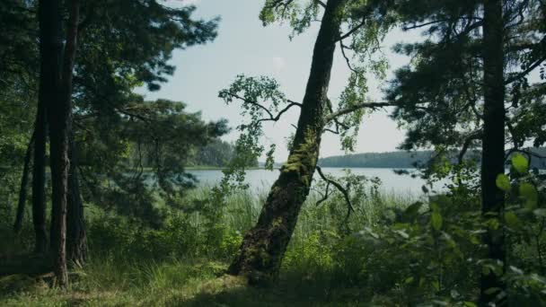 Doğal Orman Ormanlarının Gölgelerinden Ağaç Kaplı Göl Manzarası — Stok video