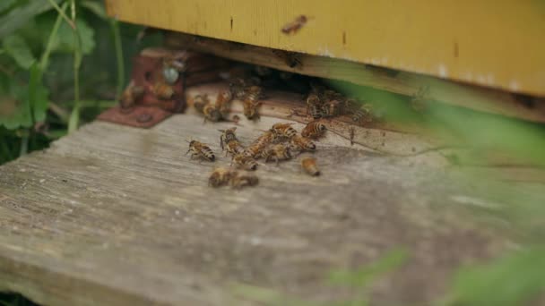 Heyecanlı Işçi Arılar Ahşap Langstroth Kovanının Girişinde Toplanıyor — Stok video