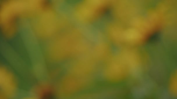 Pomalý Bokeh Ostření Stojan Divoké Žluté Sedmikrásky Květinové Hlavy Kymácející — Stock video