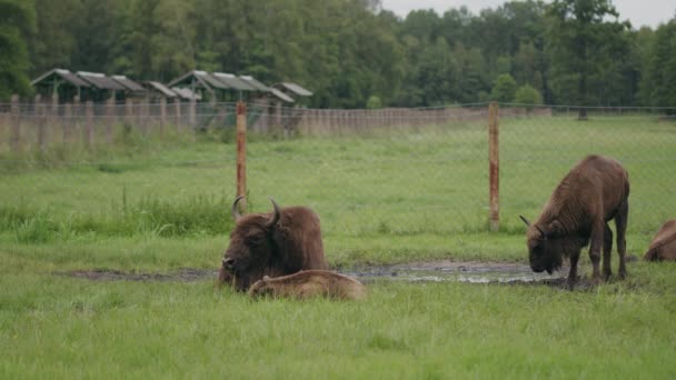 Jóvenes Becerros Bisontes Waterhloe Una Granja Europea Conservación — Vídeo de stock