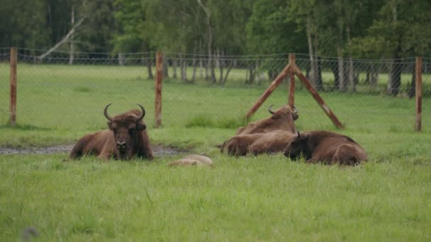 小群小野牛心满意足地躺在有水孔的草地上 — 图库视频影像