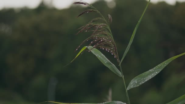 Raindrops Wild Forest Green Grasses Wave Slowly Gentle Breeze — Stock Video