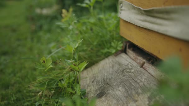 Két Elfoglalt Dolgozó Méhecske Szabadon Repül Kaptárba Egyesével — Stock videók