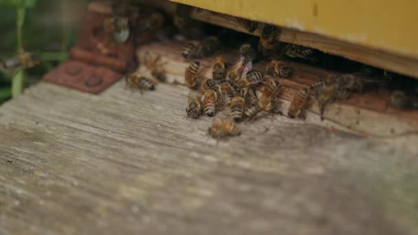 Opgewonden Vrouwelijke Werkbijen Beginnen Zwermen Bij Langstroth Korf Ingang — Stockvideo