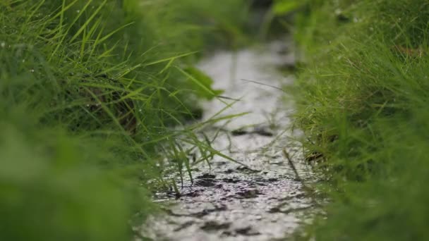 Água Corrente Fresca Fluxo Rápido Habitat Natural Ambiente Insetos Verdes — Vídeo de Stock