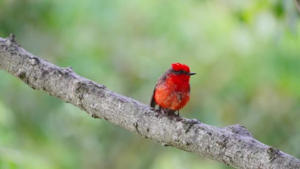 Leuchtend Leuchtend Rotes Gefieder Scharlachroter Fliegenschnäpper Pyrocephalus Rubinus Thront Auf — Stockvideo