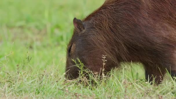 Giant Fluffy Rodent Capybara Hydrochoerus Hydrochaeris Busy Foraging Ground Green — Vídeos de Stock