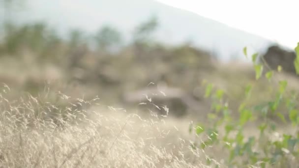 Suché Letní Přírodní Scenérie Pšeničnými Rostlinami Řezané Kmeny Stromů Větve — Stock video