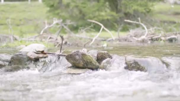 オーストリアの美しい渓谷を多くの石と水のほかに流れる澄んだ小川の水のリラックスした映像 晴れた日に回転棒から水輪を構築します — ストック動画