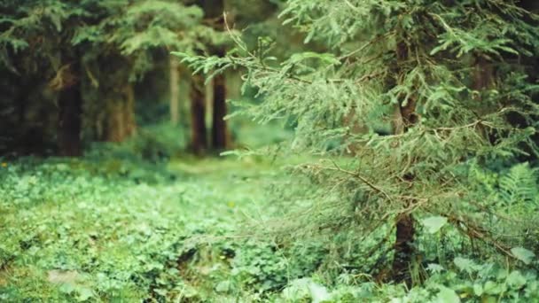 在一个阳光明媚的秋日 神秘的针叶林带着苔藓的小径 在树间的地面上种植蕨类和草本植物 相机滑行平稳 奥地利蒂罗尔 — 图库视频影像