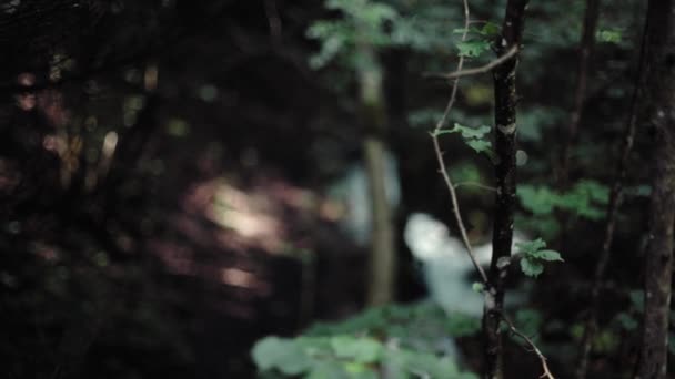 Floresta Misteriosa Com Uma Trilha Meio Dia Ensolarado Outono Com — Vídeo de Stock