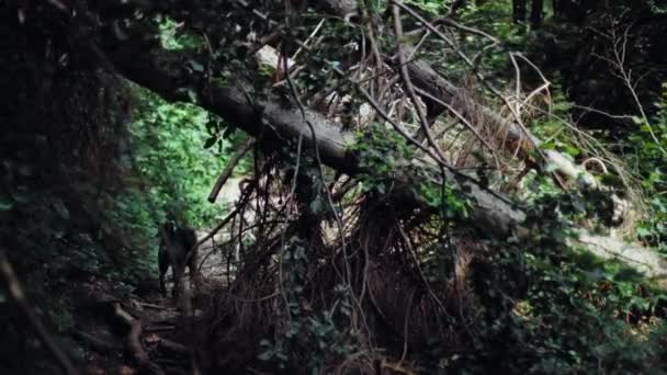 Florestas Misteriosas Com Uma Árvore Caída Sobre Caminho Que Bloqueia — Vídeo de Stock