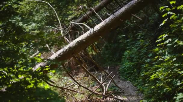 Загадочный Лес Деревом Растущим Над Тропой Блокирующей Мосси Трава Покрывали — стоковое видео
