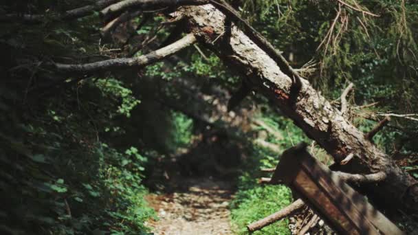 Geheimnisvolle Wälder Mit Einem Baum Der Über Einem Weg Wächst — Stockvideo