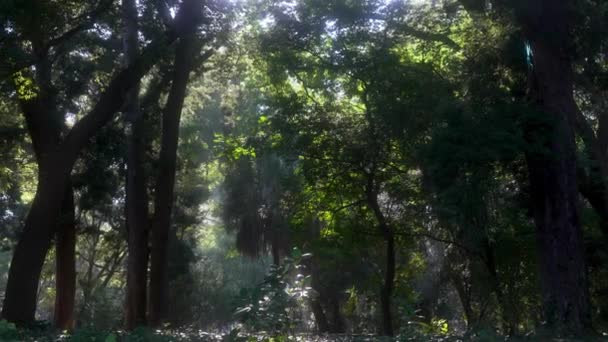 Buenos Aires Spectaculaire Magische Botanische Tuinen Brede Uitzoomen Schot — Stockvideo