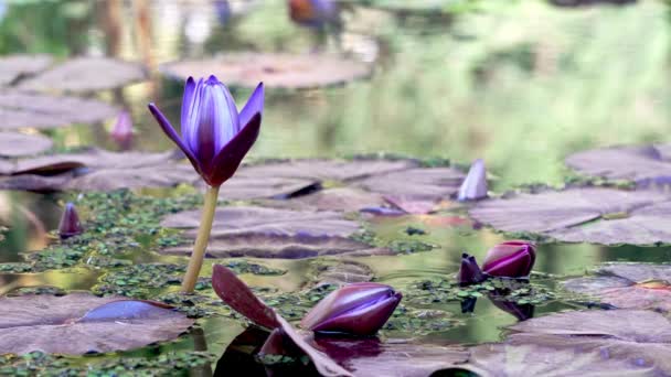 Mor Mavi Bir Nilüfer Çiçekleri Açıyor Bir Esinti Gibi Suyun — Stok video