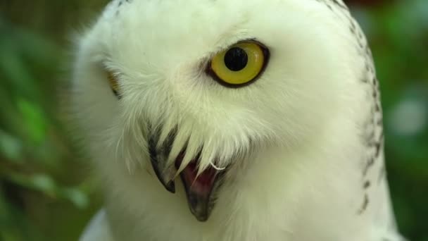 Snowy Harfang Owl Bubo Scandiacus Atau Nyctea Scandiaca Burung Putih — Stok Video