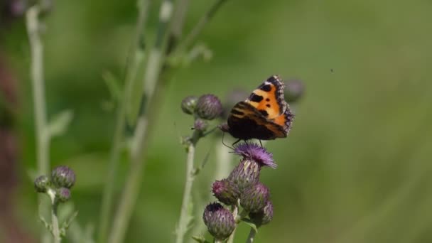 Dánský Národní Motýl Malý Želví Motýl Mléčném Bodláčím Květu Nymfalis — Stock video