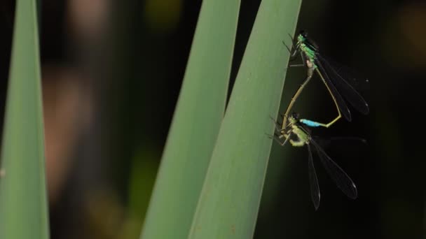 Ζευγάρι Μπλε Ουρά Damselflies Mating Green Grass Leaf Κοντινό Πλάνο — Αρχείο Βίντεο