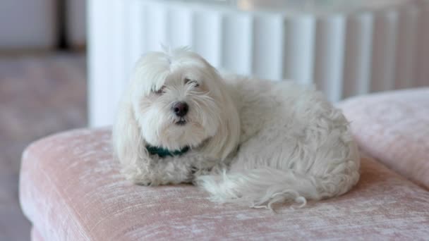 Pequeno Cão Terrier Branco Bonito Sentado Sofá Lentamente Olhando Para — Vídeo de Stock