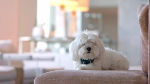 Cute Little White Terrier Dog Sitting Still Couch Looking Curiously — Video