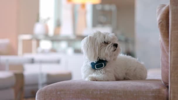 Cute Little White Terrier Dog Sitting Still Couch Looking Curiously — Vídeo de stock