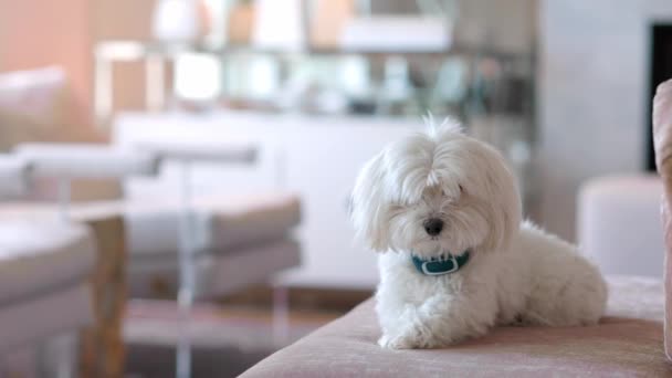 Adorable Little White Terrier Dog Sitting Couch Looking Curiously Camera — Vídeos de Stock