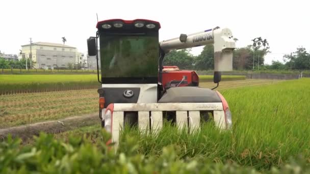 Τράκτορας Πολυλειτουργικής Μηχανής Συγκομιδής Ρυζιού Που Διασχίζει Καλλιεργούμενο Ορυζώνα Γεωργός — Αρχείο Βίντεο