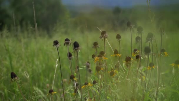 Açık Bir Tarlada Ayçiçekleri Uzak Arka Planda Bir Vadi Dağlar — Stok video