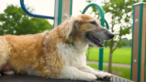 Szczęśliwy Zdrowy Zadowolony Pies Siedzi Parku — Wideo stockowe
